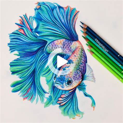 Picture of a Betta Fish drawn using colored pencils. Coloured pencil ...