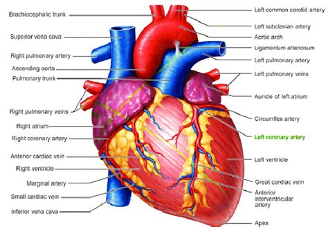 Diagram of a human heart. | Download Scientific Diagram