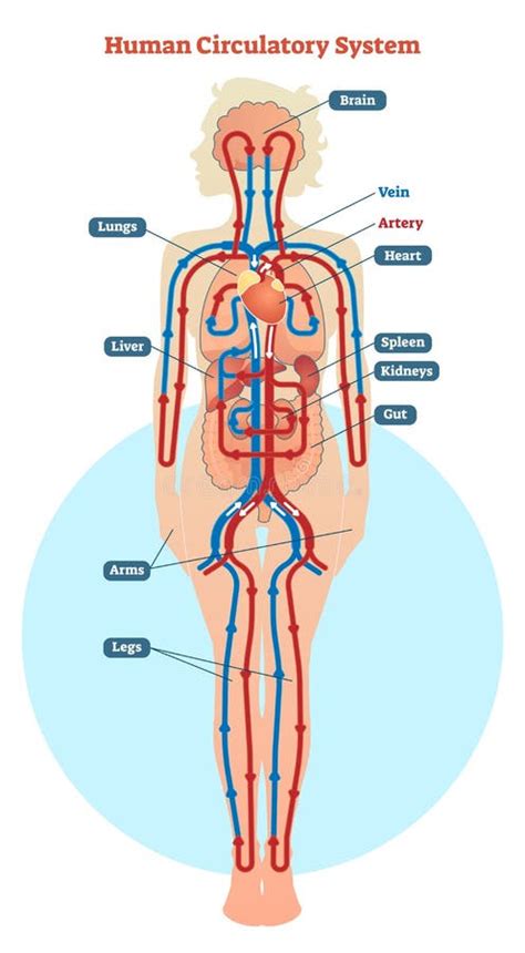 Blood Flow Human Circulatory System Stock Illustrations – 4,440 Blood Flow Human Circulatory ...