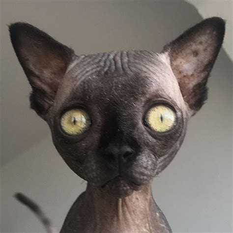 Meet The Incredibly Cute Sphynx Kitten With Hydrocephalus Who Loves Going On Adventures With Her ...