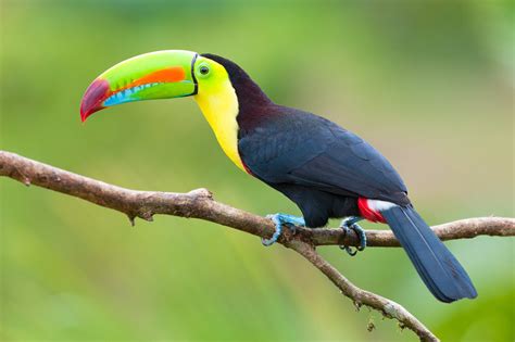 Keel-billed Toucan – AZ Birds