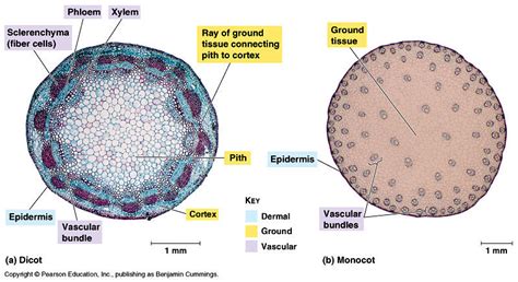 Label ABCD of dicot stem in transverse section...... - Brainly.in