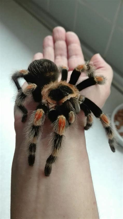 Mrs. Joséphine the mexican red knee tarantula ( Brachypelma smithi ) My ...