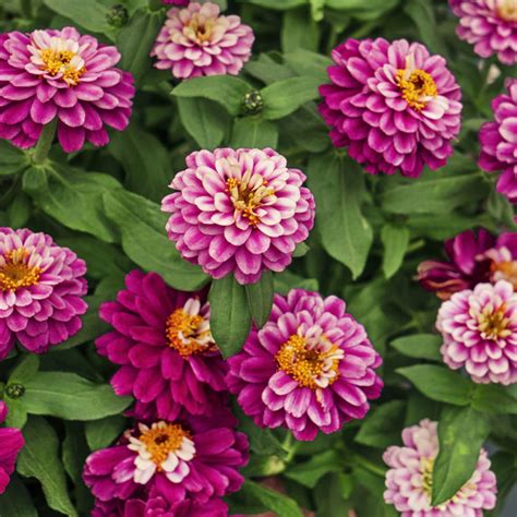 Zinnia Marylandica Zahara Double Raspberry Ripple Flower Seeds