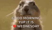 Happy Wednesday Dog GIFs | Tenor