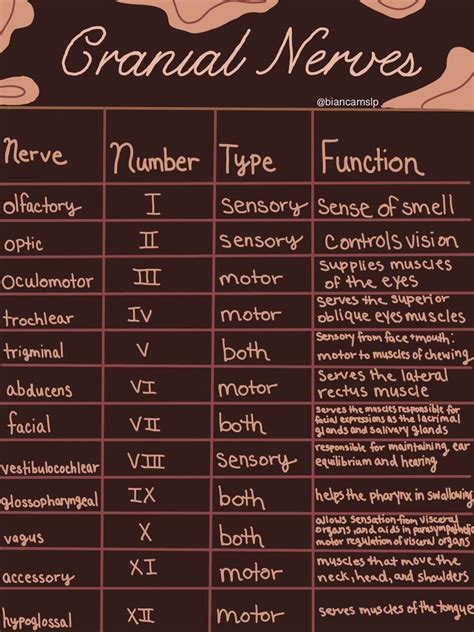 Facial Nerve Anatomy, Cranial Nerves Anatomy, Cranial Nerves Mnemonic ...