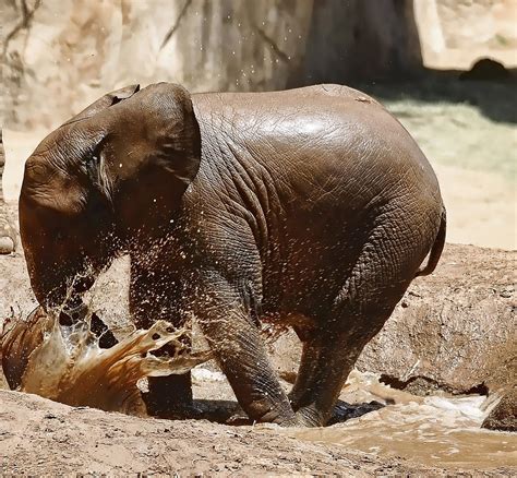 Baby Elephant Playing Photograph by Clarence Alford - Fine Art America