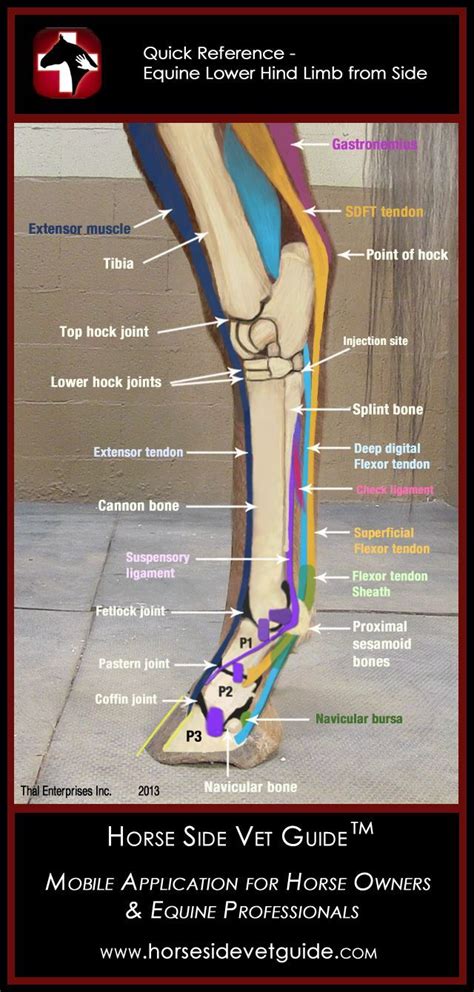 18 best Equine Anatomy images on Pinterest | Horse, Horse anatomy and ...