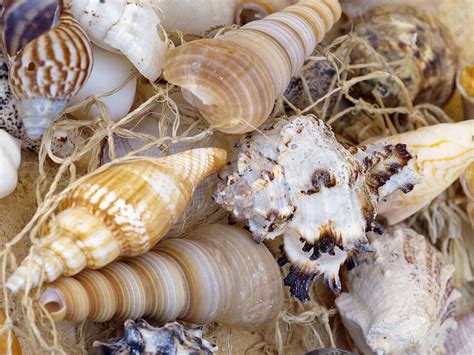 Snail Shells Nature Shell Structure Photo Background And Picture For Free Download - Pngtree