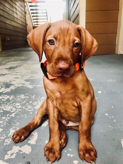 Hungarian Vizsla Puppies For Sale | Como, TX #281630