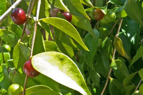 guavaberry|Nature Foundation St. Maarten