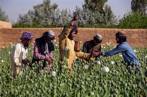 Opium production increases 32% in Taliban-ruled Afghanistan, U.N. report says - CBS News