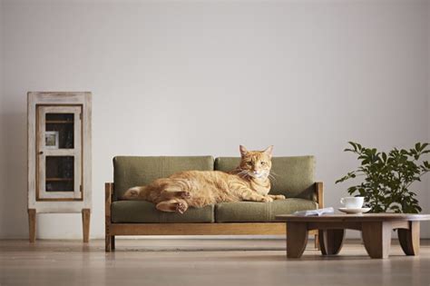 5 Modern Cat Furniture Designs Both Pets and Owners Adore - Dwell