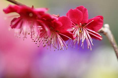 HD wallpaper: pink cherry blossoms, republic of korea, traditional, forbidden city | Wallpaper Flare