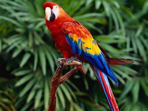 Parrots : Biological Science Picture Directory – Pulpbits.net