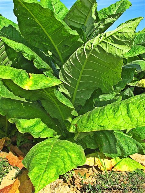 Bildresultat för tobacco plant