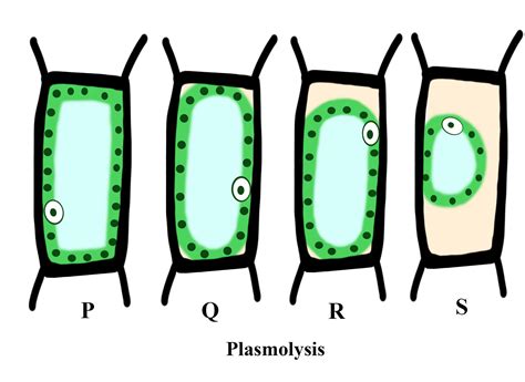 In the given diagram, which is the initial condition of plasmolysis:\n \n \n \n \n (a) P(b) Q(c ...