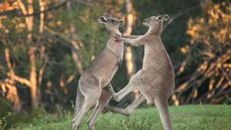 Australian Reptile Park worker suggests fatal kangaroo attack in ...