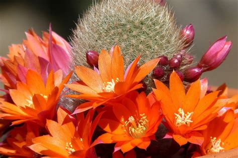 Everything You Need to Know About Cactus Flowers | HappySprout