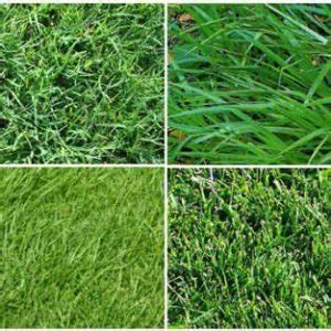 Aloha Seashore Paspalum Grass – San Diego Sod Farm