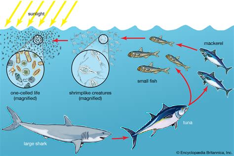 Ocean Food Chain Diagram - Randa Carolyne