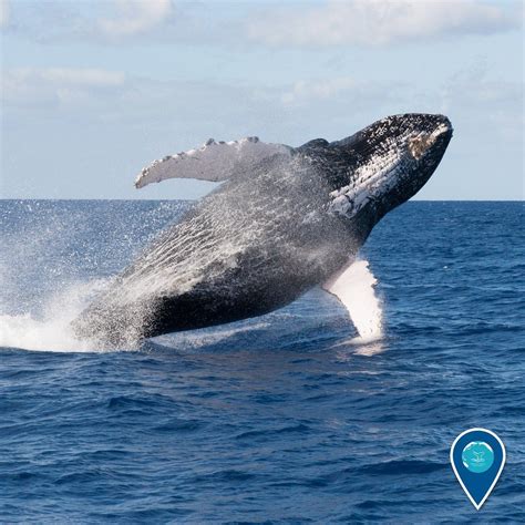 A humpback whale breaching sideways out of the water | Water animals, Wildlife photography ...