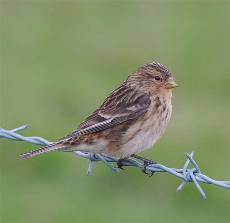 Twite by Phil Slade - BirdGuides