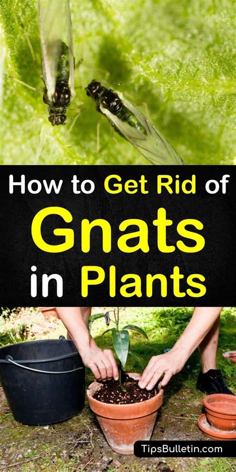 4+ Handy Ways to Get Rid of Gnats in Plants | Plants, Plant pests, Gnats in house plants