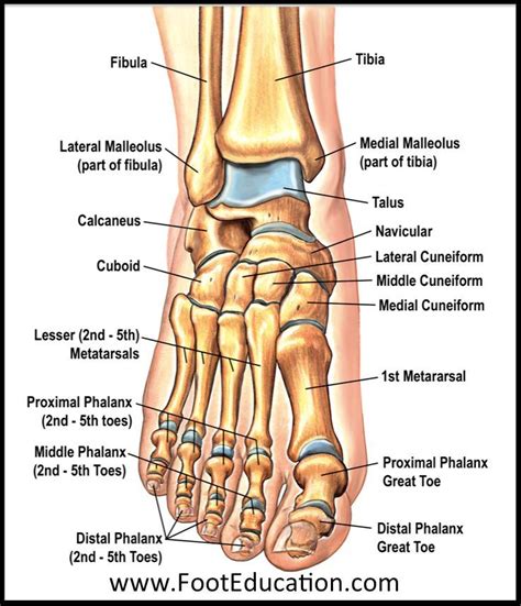 Notes on anatomy and physiology using imagery to relax the weight – Artofit