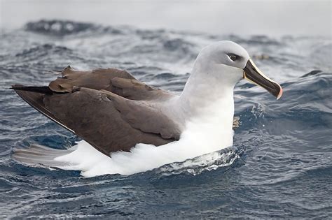 Grey-headed Albatross (Thalassarche chrysostoma), East of the Tasman Peninsula, Tasmania ...