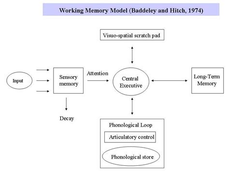 the working memory model notes. | Note