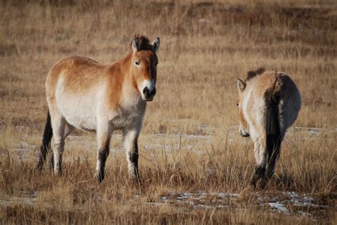 12 Wild Animals in Mongolia [Wildlife in Mongolia] - Kevmrc