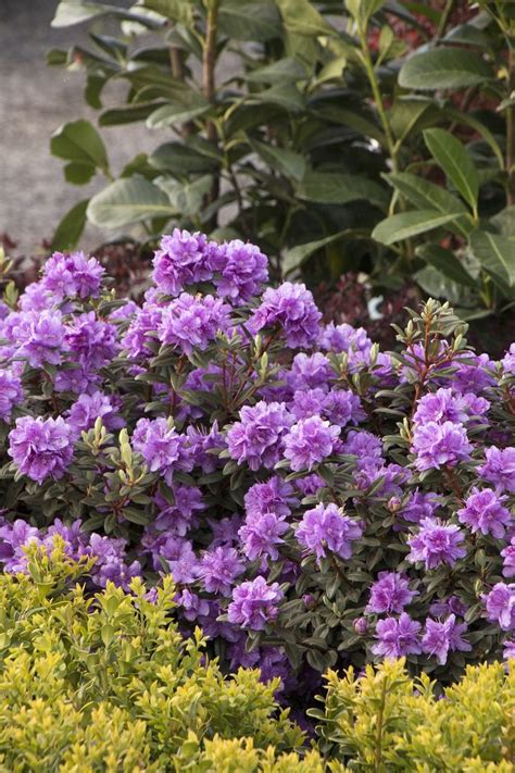 Ramapo Rhododendron | Rhododendron, Plants, Flower garden design