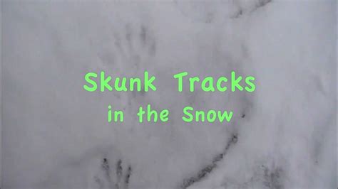 Skunk Tracks in the Snow - YouTube