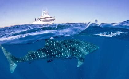 6 Things to Know about the Whale Sharks at Ningaloo Reef