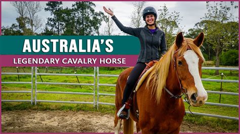 Riding the Waler Horse in Australia — DiscoverTheHorse