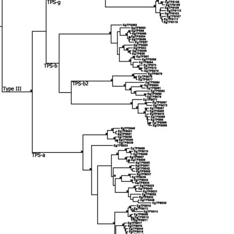 Phylogeny of the 113 putatively functional terpene synthase (TPS) genes... | Download Scientific ...