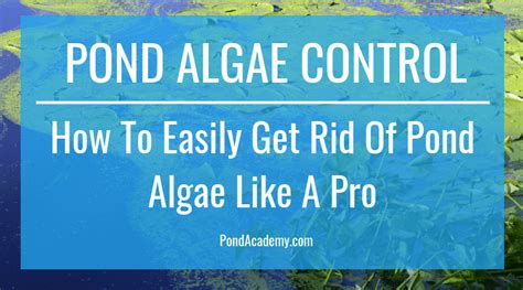 Pond Algae Control: How To Get Rid Of Pond Algae Like A Pro