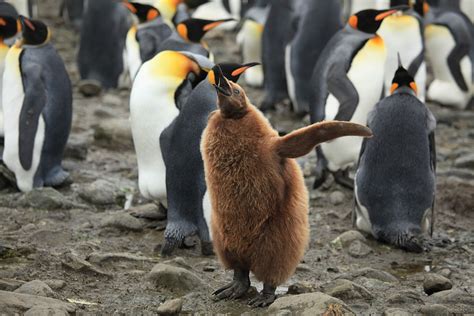 File:King Penguin Chick.jpg - Encyclopedia Westarctica