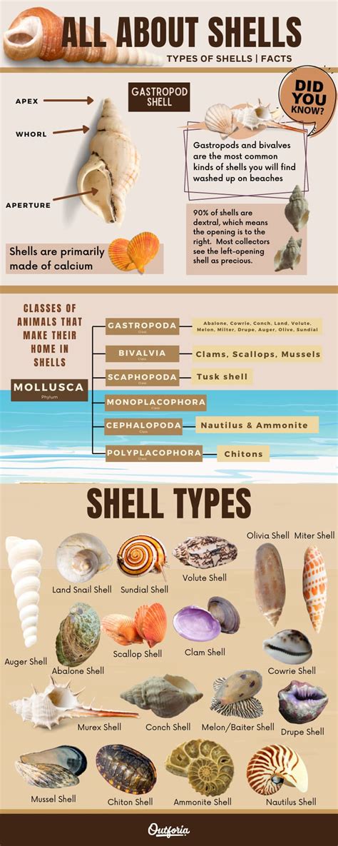 Types Of Conch Shells