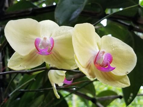 Orchids in Hawaii | Smithsonian Photo Contest | Smithsonian Magazine