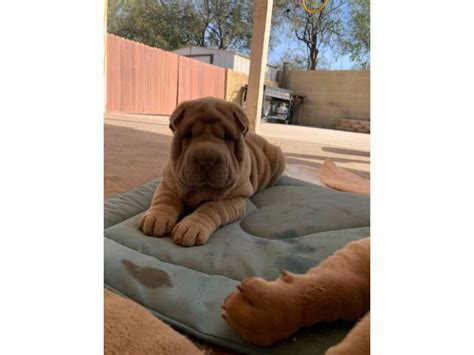 3 Shar-pei puppies for sale Phoenix - Puppies for Sale Near Me