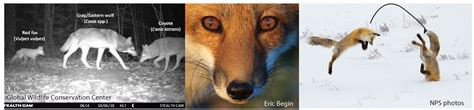 Species Spotlight - Red Fox (U.S. National Park Service)