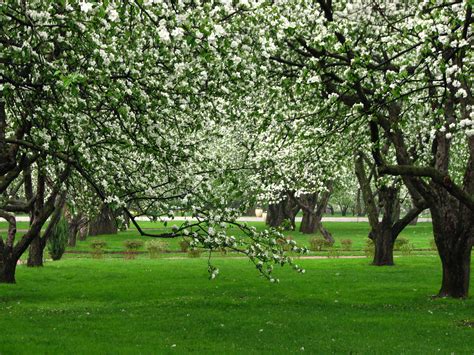 File:Apple orchards in Kolomenskoye 06.JPG