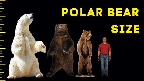 How Big Are Polar Bears? - Size Comparison With Humans and Other Bears - YouTube