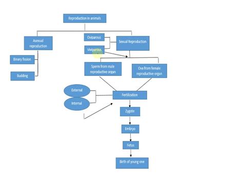 Animal Reproduction Diagram