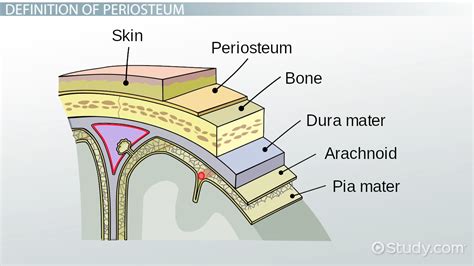 Periosteum of Bone: Definition & Function - Video & Lesson Transcript ...