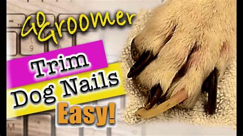 Learn how to trim Dog nails - YouTube