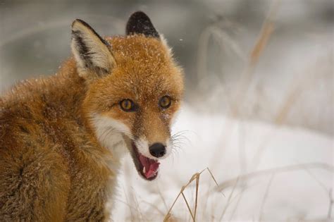 Officials Warn of Rabid Fox in Hudson Valley