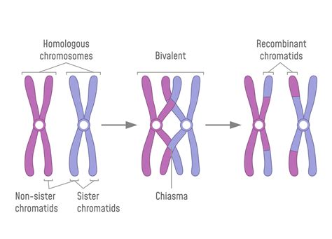 Dominance and Crossing Over - Biology Online Tutorial